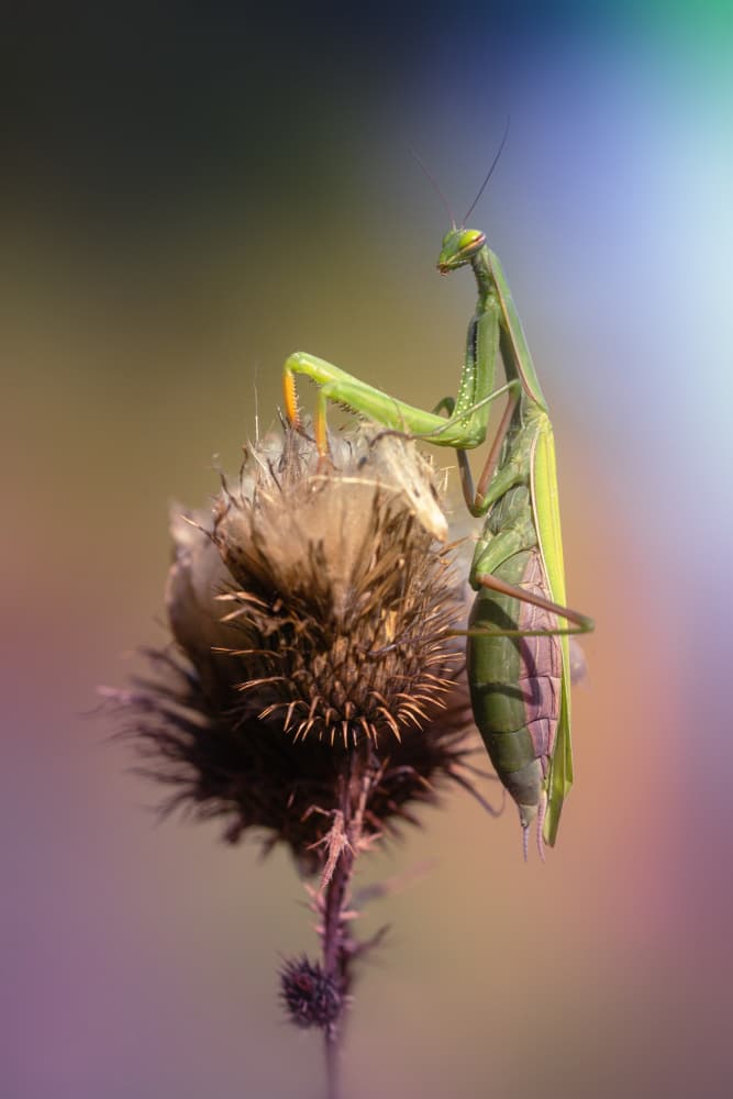 Green Mantis on Thistle by Fabrizio Daminelli — canvas wall art