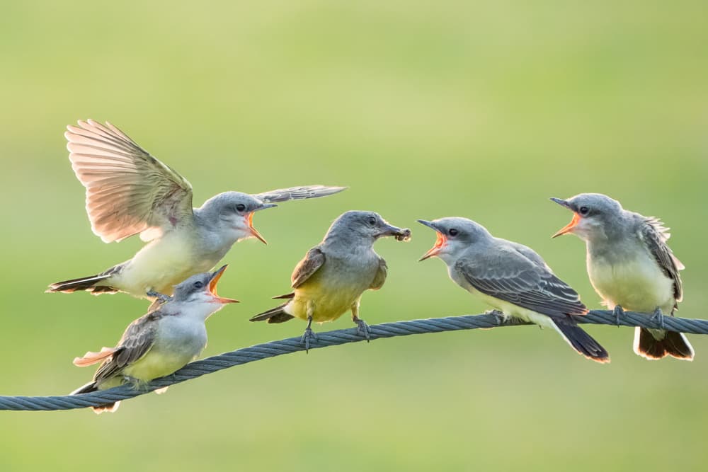 Hungry Fledglings Feeding by Alex Li — canvas wall art