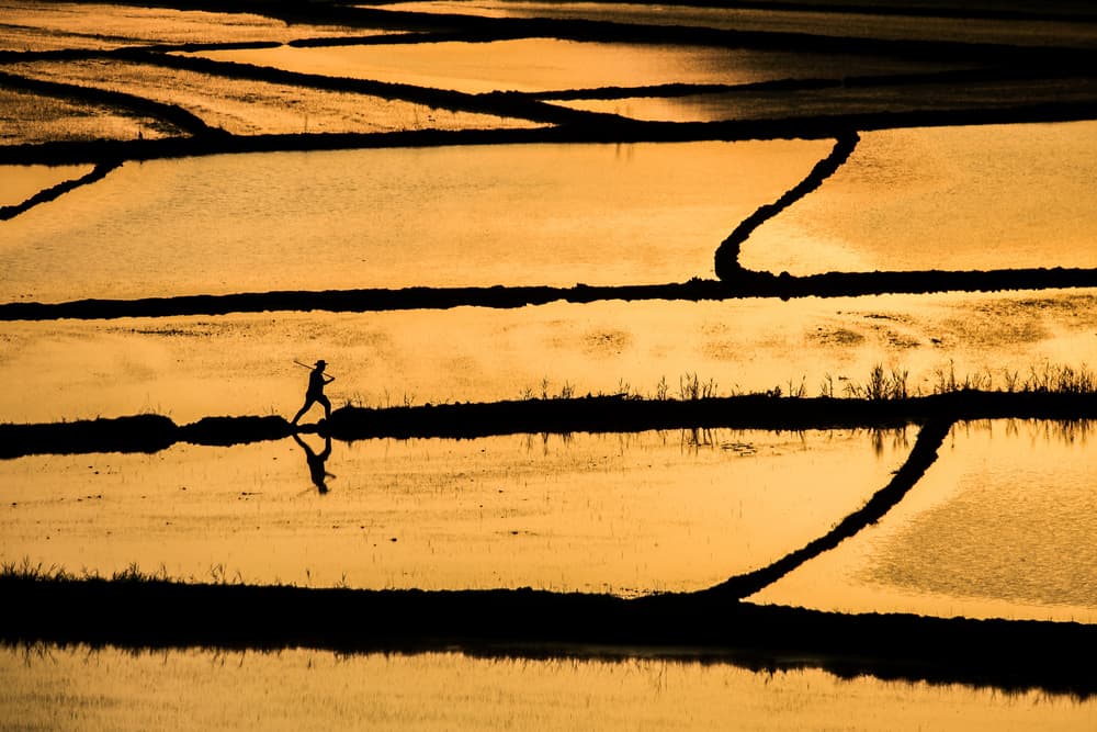 Golden Field Silhouette by Ummu Nisan Kandilcioglu — canvas wall art