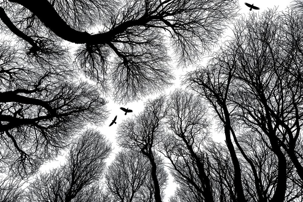 Birds Above Winter Trees by Petri Damstén — canvas wall art
