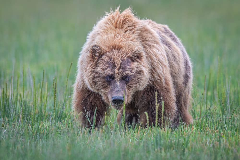 Powerful Grizzly Bear by Jeffrey C. Sink — canvas wall art