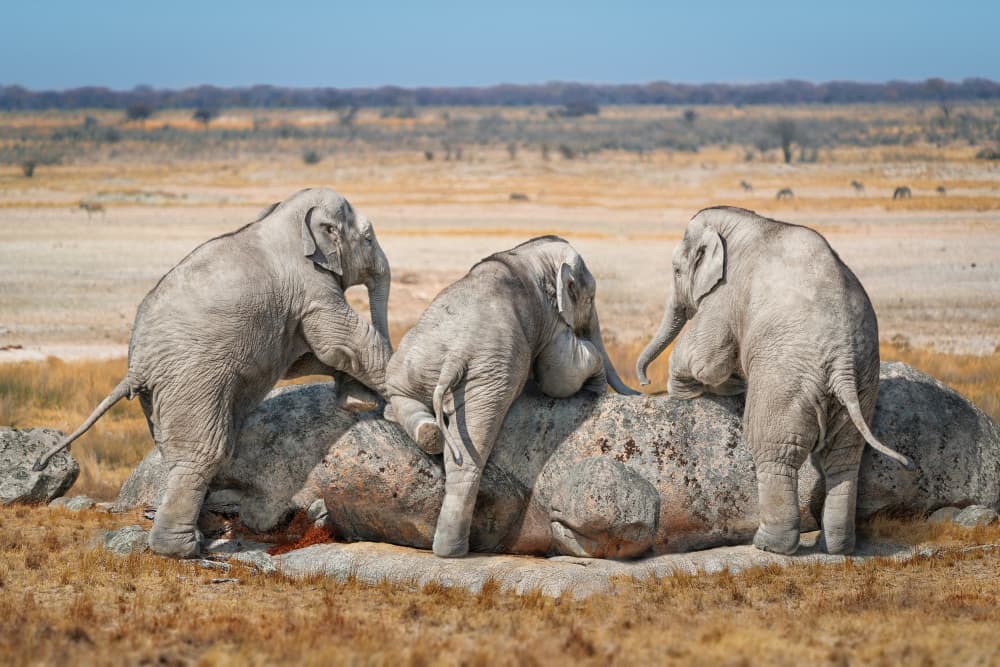 Baby Elephants Playing by Marcel Egger — canvas wall art