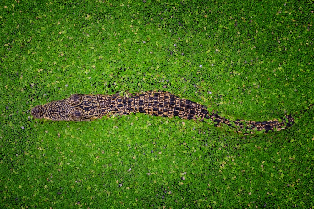 Baby Crocodile Green Water by Gunarto Song — canvas wall art