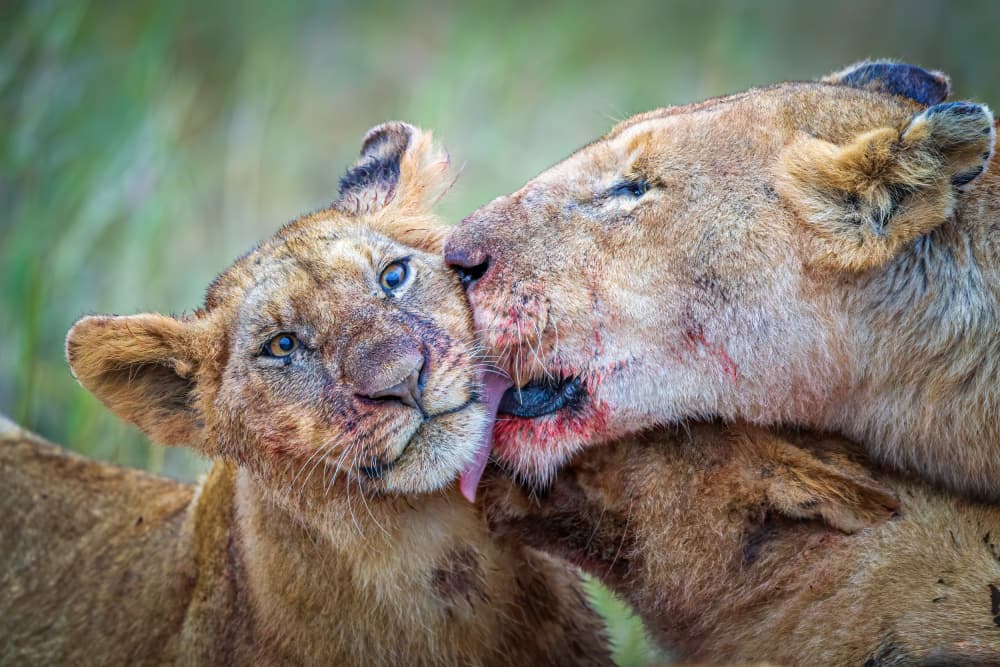 Mother Lion's Tenderness by Jeffrey C. Sink — canvas wall art