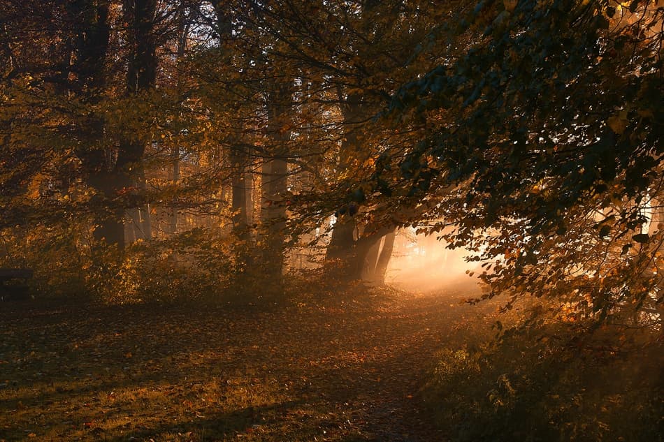 Misty Golden Forest Path by Norbert Maier — canvas wall art