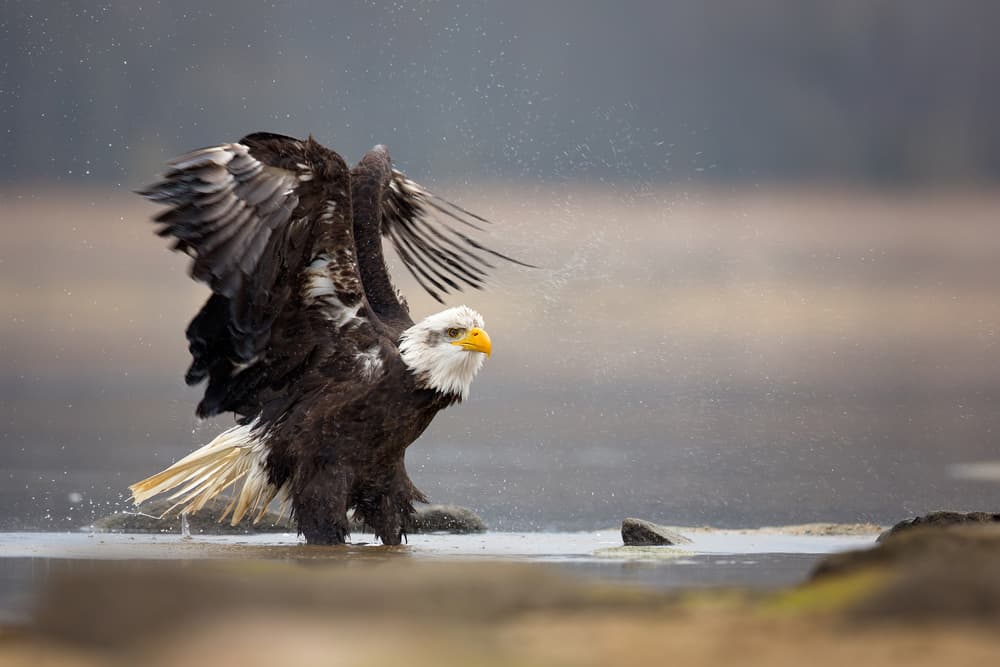 Majestic Eagle Splash by Milan Zygmunt — canvas wall art