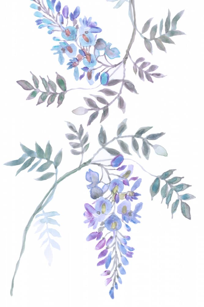 Delicate Wisteria Blooms by cartissi — canvas wall art