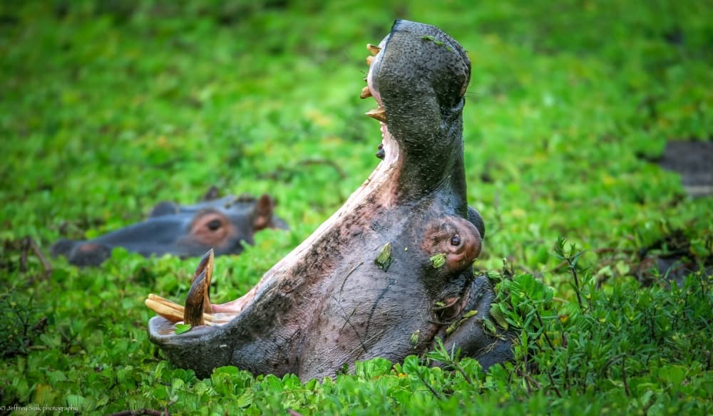 Hippo's Mighty Yawn by Jeffrey C. Sink — canvas wall art