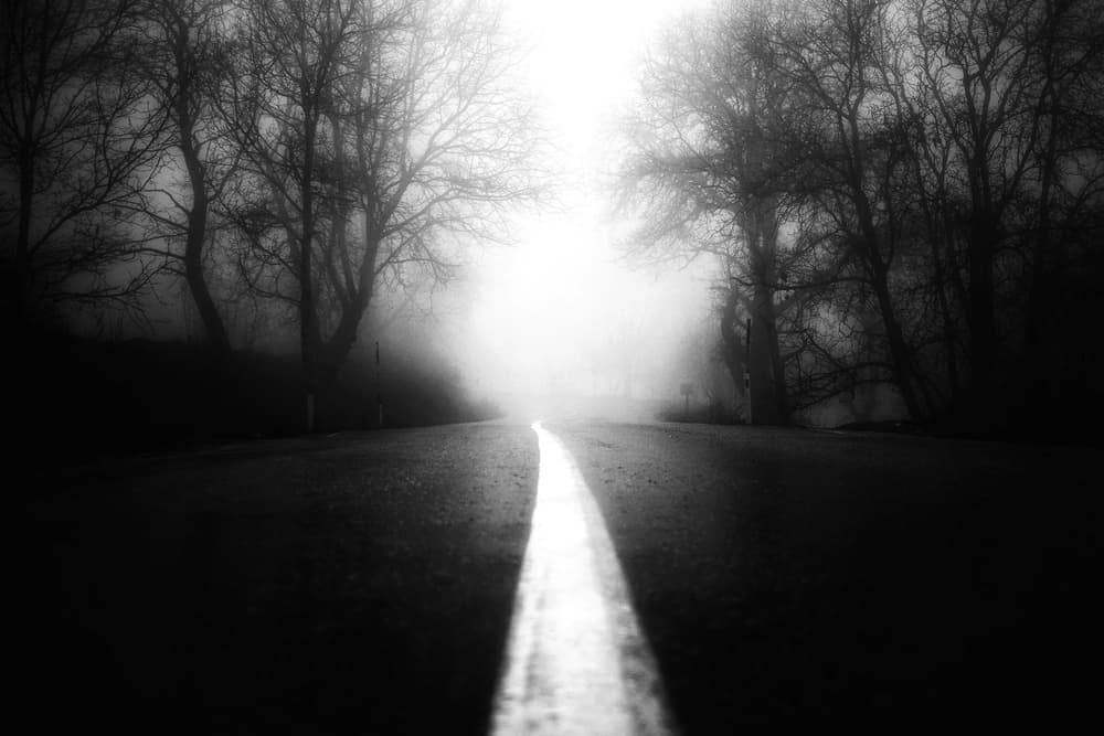 Foggy Forest Road by Ali Ayer — canvas wall art