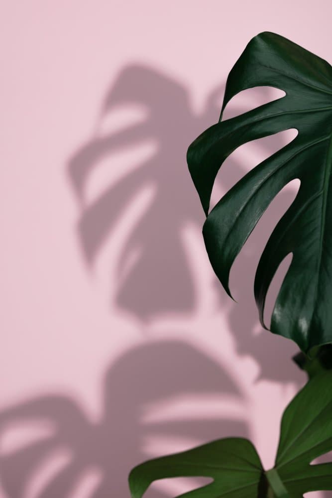 Monstera Shadow on Pink by Pictufy Studio III — canvas wall art