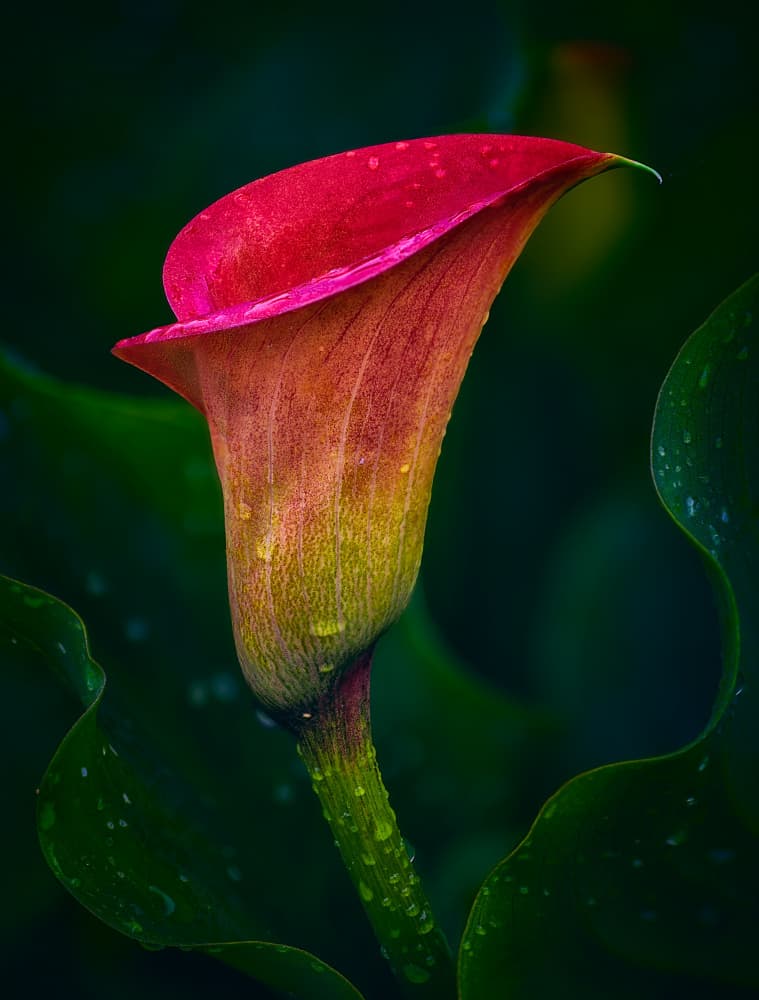Dewy Calla Lily by Ben.C.L — canvas wall art