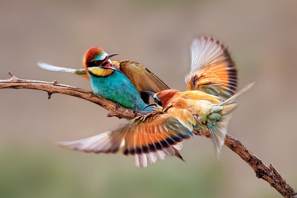 Vibrant Bee-eaters Action by Siyu_Wei APA — canvas wall art