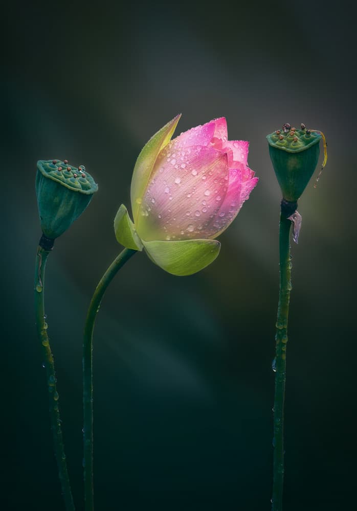 Dewy Pink Lotus Bud by Ben.C.L — canvas wall art