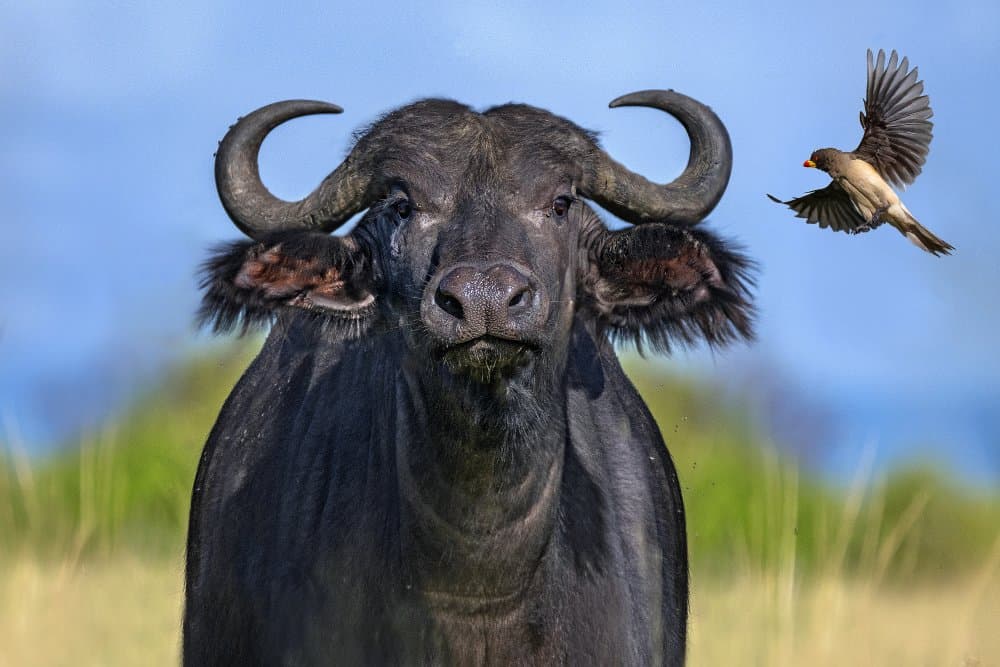 African Buffalo with Bird by Xavier Ortega — canvas wall art