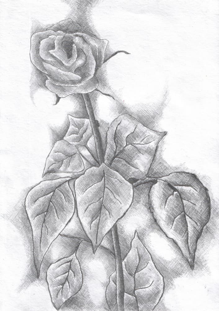 Elegant Rose Sketch by Kulik — canvas wall art