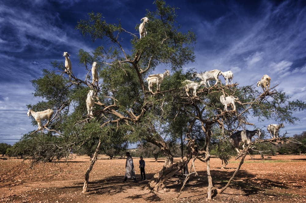 Moroccan Tree Goats by Pavol Stranak — canvas wall art