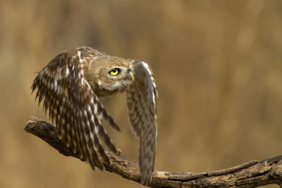 Vigilant Owl Takes Flight by Amnon Eichelberg — canvas wall art