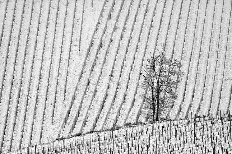 Winter Vineyard Solitaire by Jure Kravanja — canvas wall art