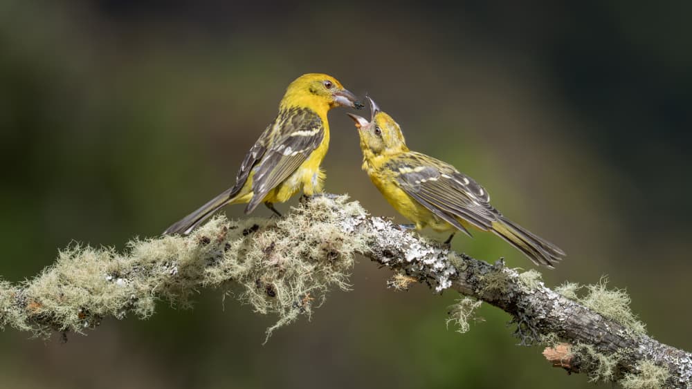 Yellow Bird Feeding by tianhuayu — canvas wall art