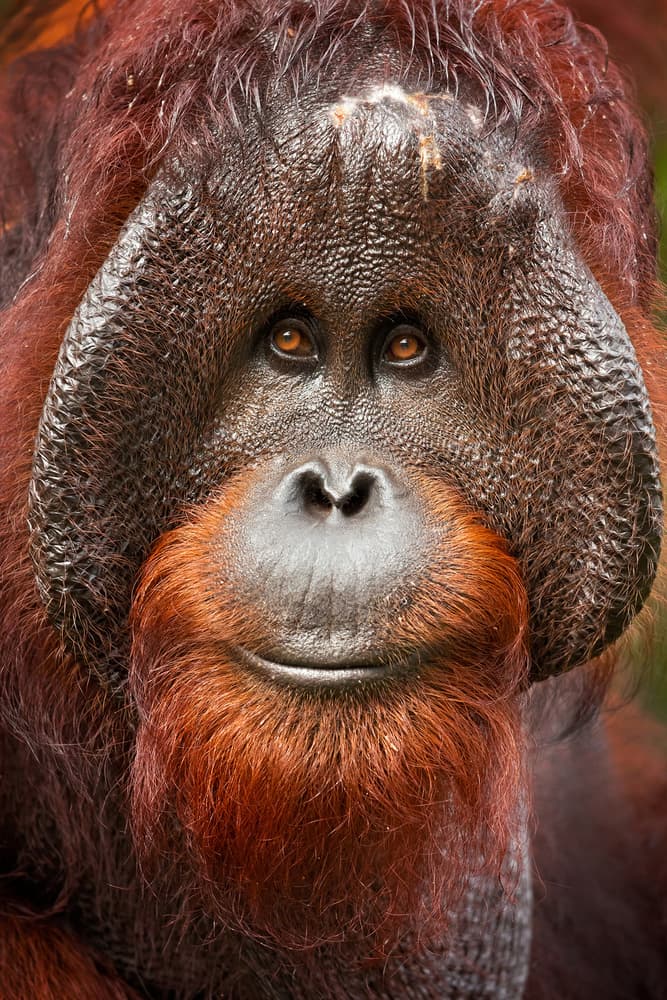 Expressive Orangutan Portrait by Milan Zygmunt — canvas wall art