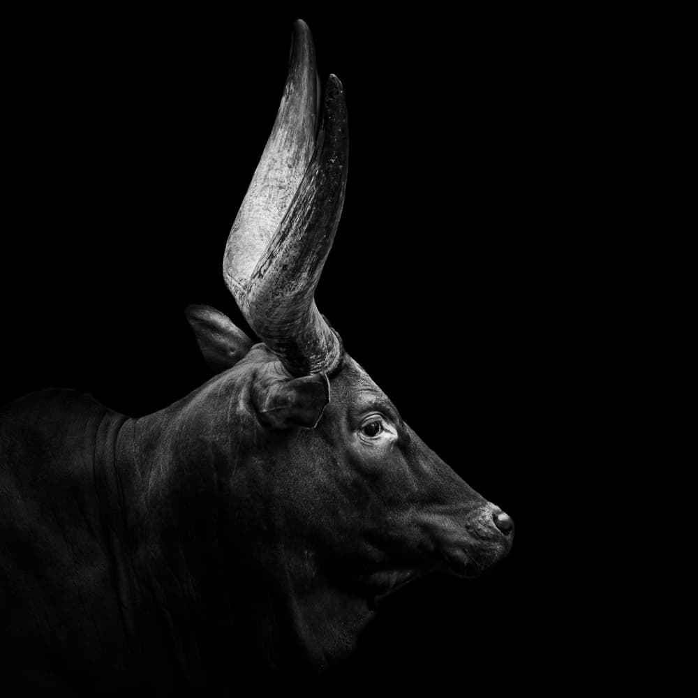 Majestic Watusi Bull by Christian Meermann — canvas wall art