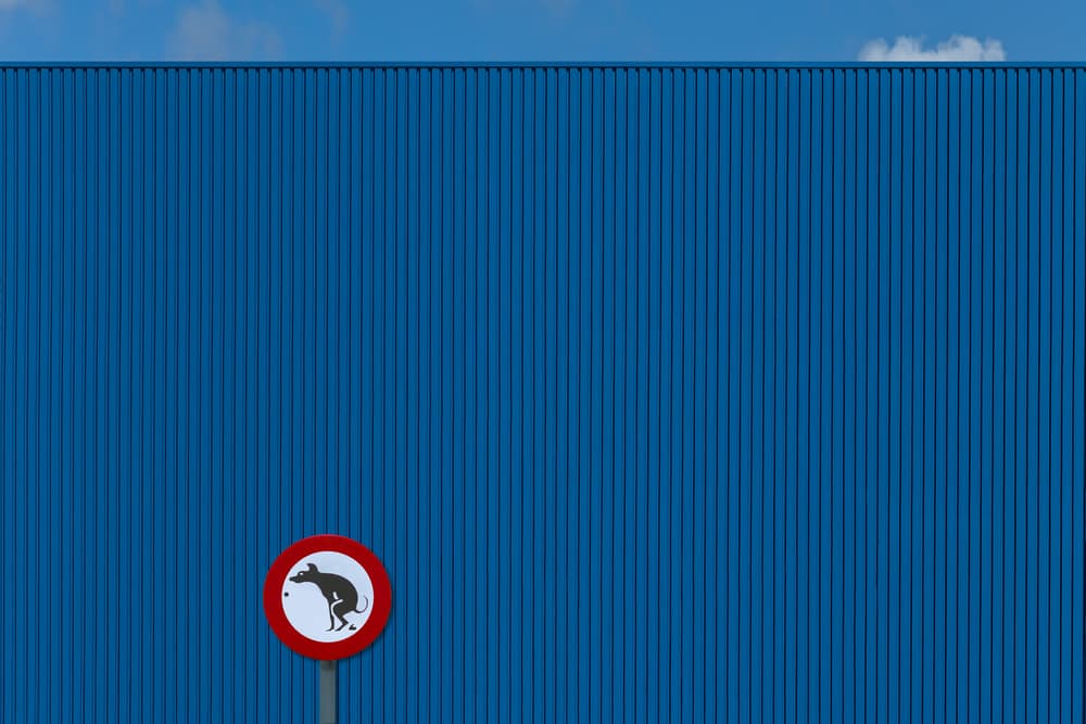 Urban Blue Dog Rules by Theo Luycx — canvas wall art