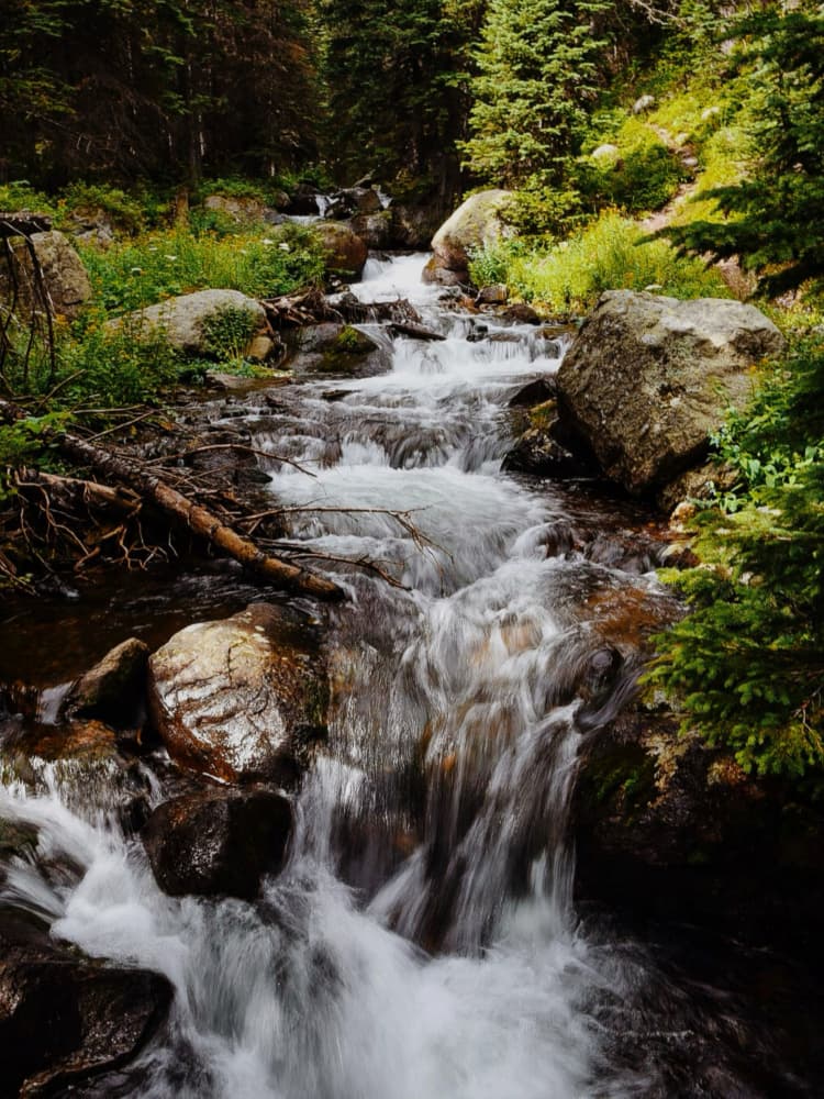 Lush Forest Stream by Del Mundo Imagery — canvas wall art