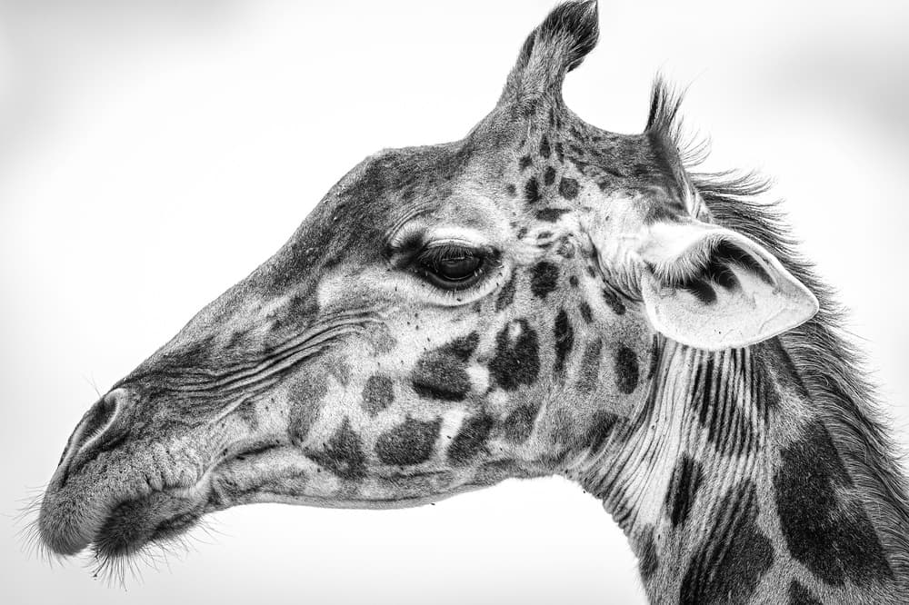 Majestic Giraffe Profile by Jeffrey C. Sink — canvas wall art