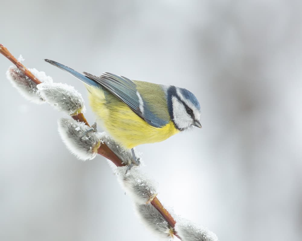Frosted Pussy Willow Blue Tit by Annie Keizer — canvas wall art