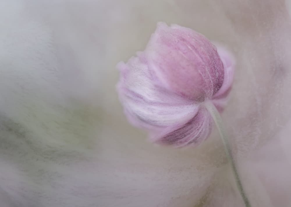 Soft Pink Bloom by Marie-anne Stas — canvas wall art