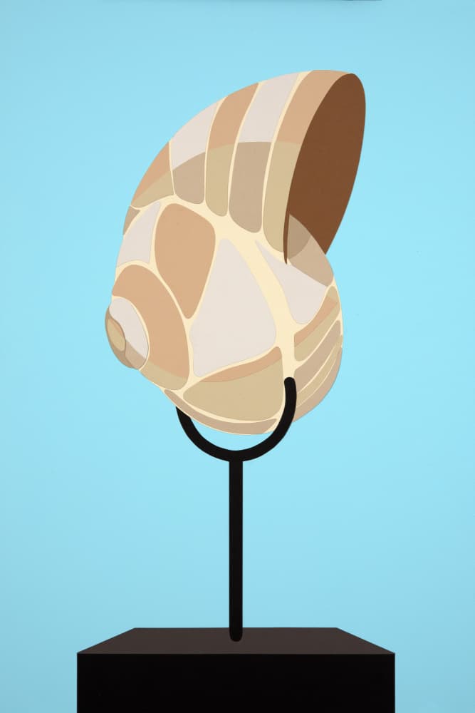 Nautilus Shell Display by Rankin Willard — canvas wall art