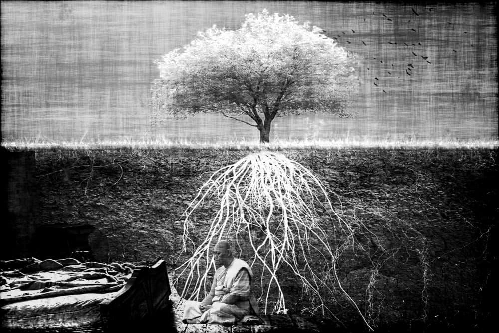 Roots of Serenity by Ciupureanu Dan — canvas wall art