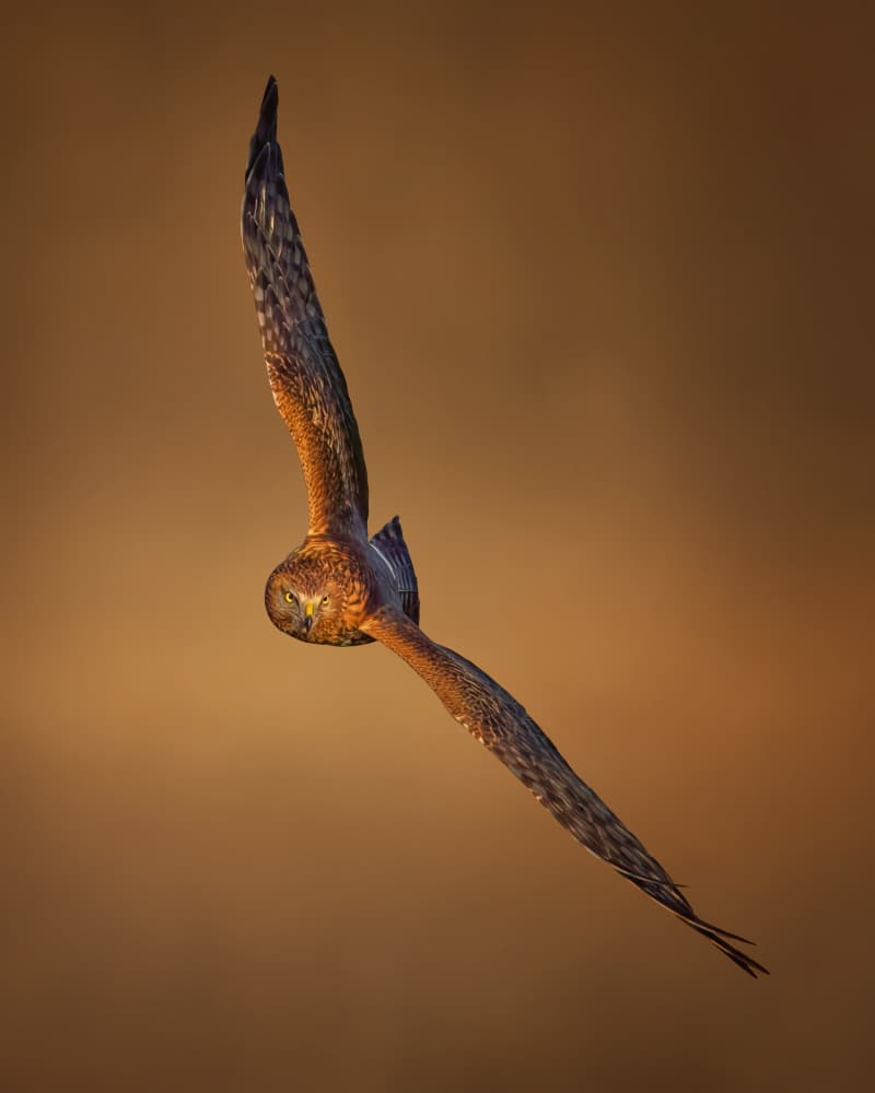 Northern Harrier Gaze by Qing Zhao — canvas wall art