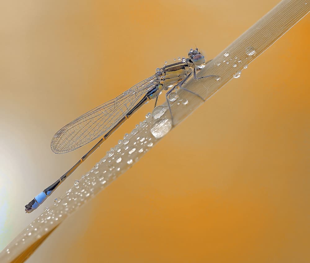 Damselfly Morning Dew by Thierry Dufour — canvas wall art