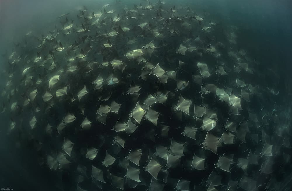 Graceful Manta School by Jennifer Lu — canvas wall art