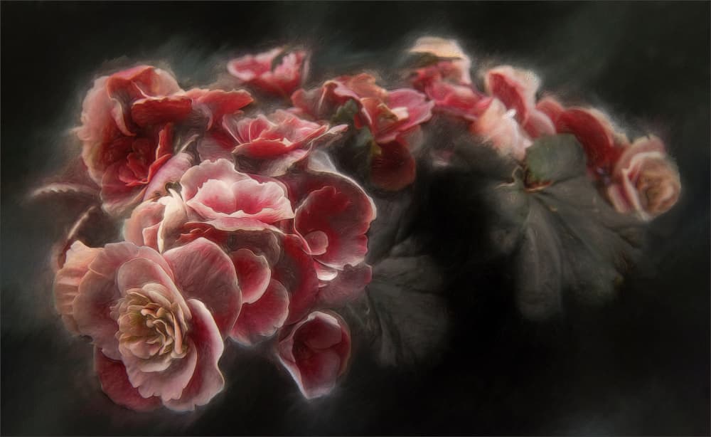 Moody Pink Begonias by Gilbert Claes — canvas wall art