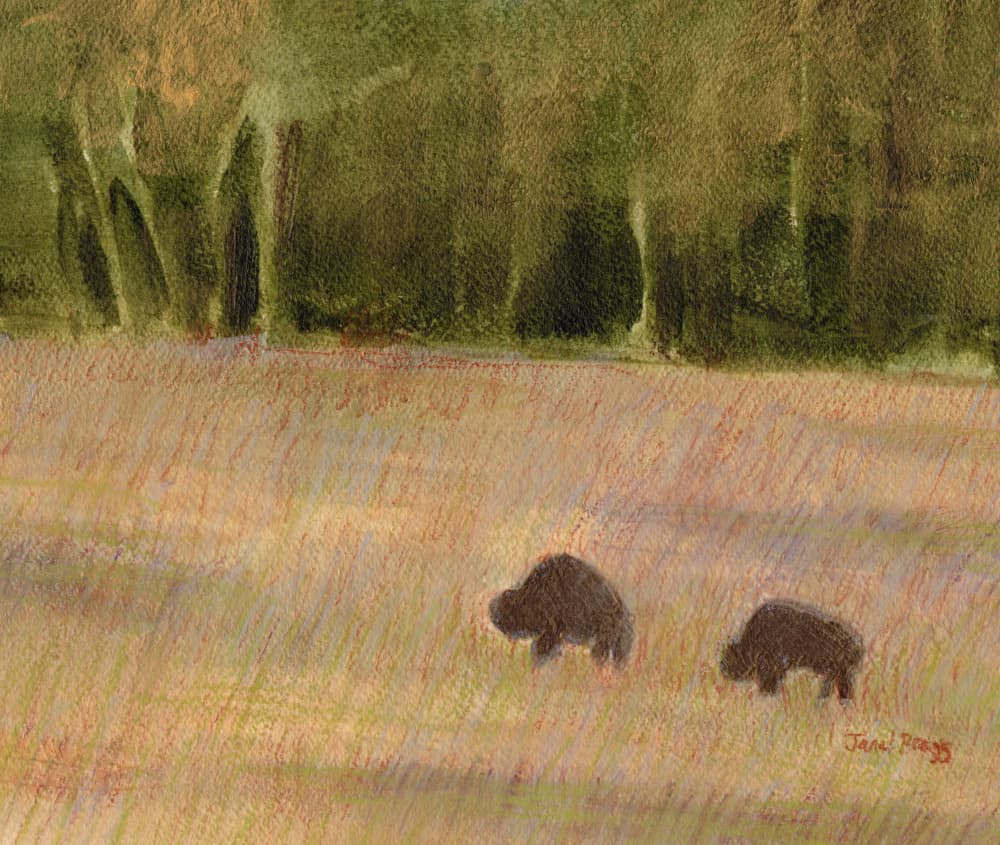 Grazing Bison Woodland by Janel Bragg — canvas wall art