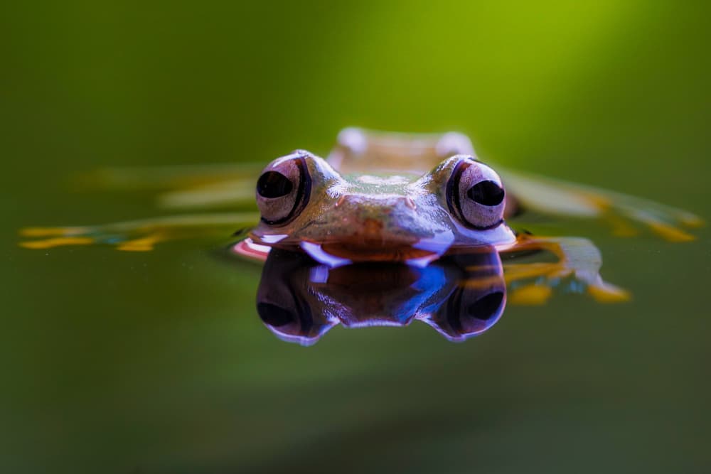 Reflecting Green Frog by Andi Halil — canvas wall art