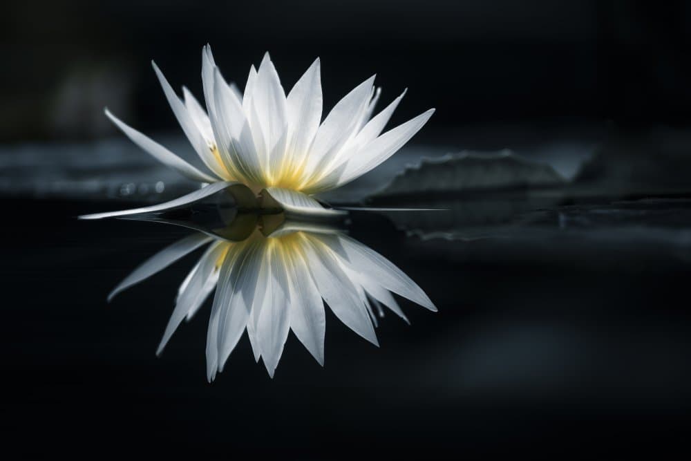 White Lotus Reflection by Takashi Suzuki — canvas wall art