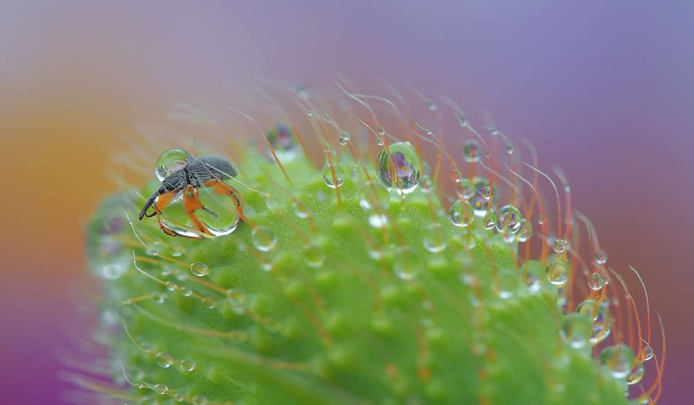 Tiny Weevil Dewdrops by Thierry Dufour — canvas wall art