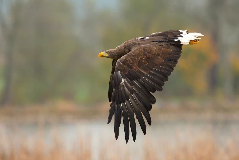 Majestic Eagle in Flight by Milan Zygmunt — canvas wall art