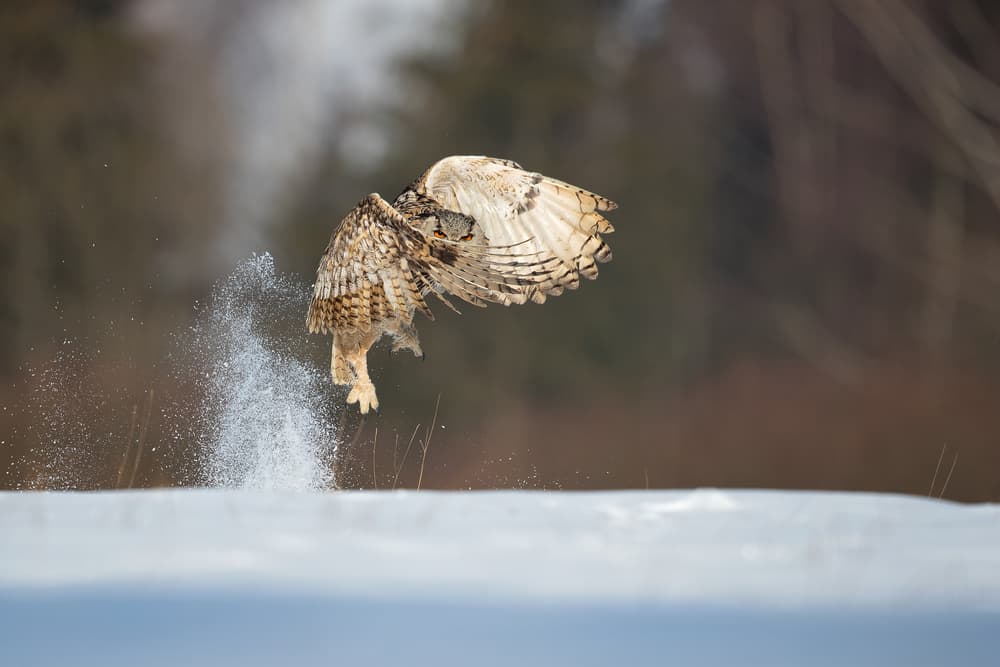 Dynamic Owl Dive by Milan Zygmunt — canvas wall art