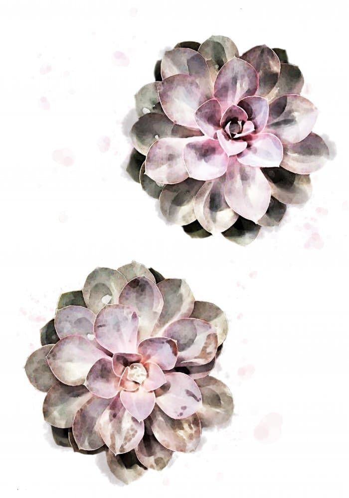 Pastel Succulent Blooms by Pictufy Studio II — canvas wall art