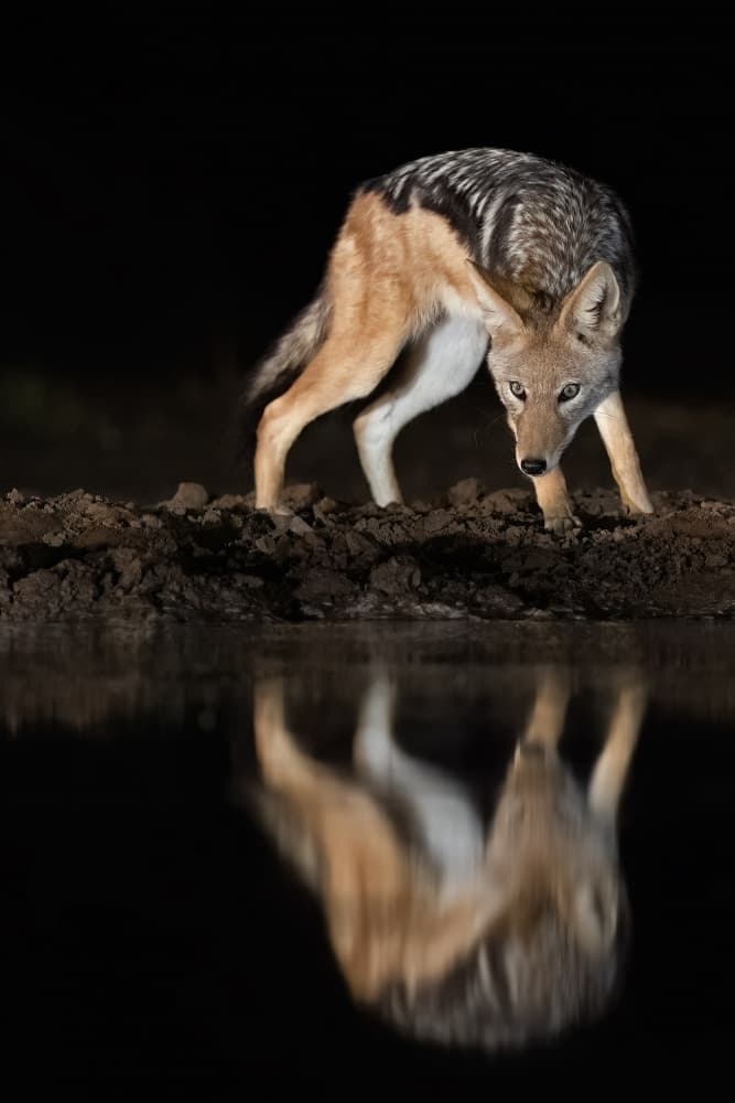 Night Jackal Reflection by Renee Doyle — canvas wall art
