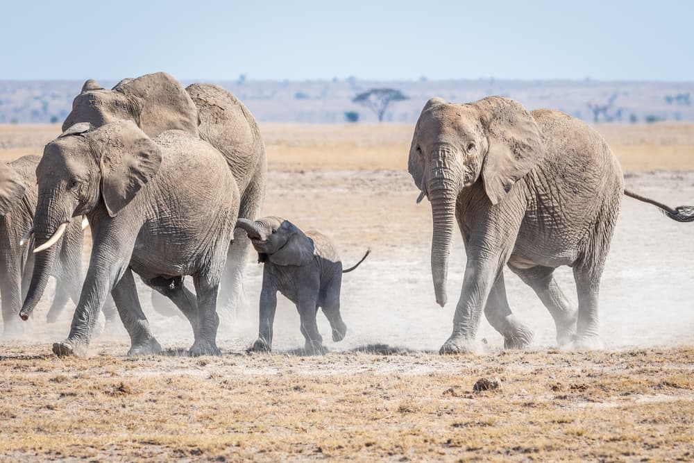 African Elephant Family by Jeffrey C. Sink — canvas wall art