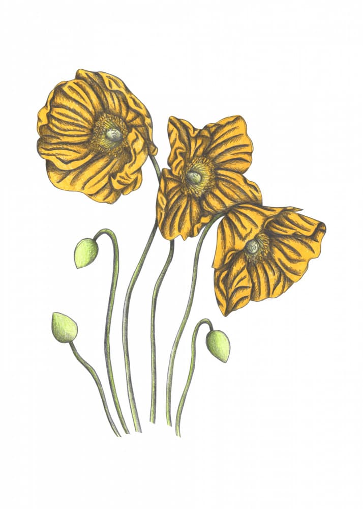 Vibrant Yellow Poppies by Cecilia Battaini — canvas wall art