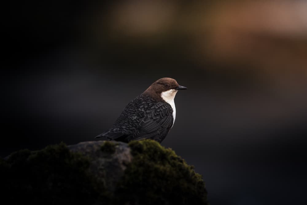 Peaceful River Dipper by Magnus Renmyr — canvas wall art