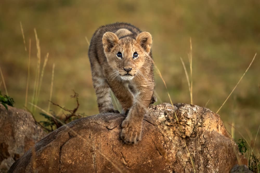 Curious Lion Cub by Hung Tsui — canvas wall art