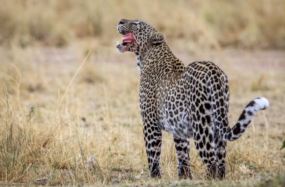 Yawning Leopard in Savanna by Jeffrey C. Sink — canvas wall art