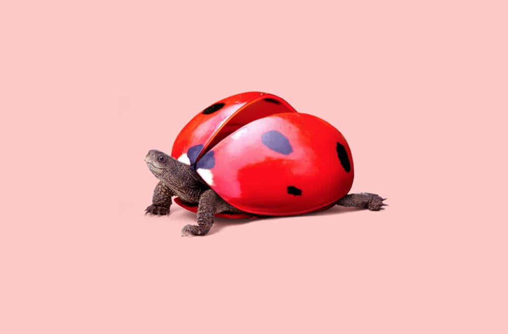 Ladybug Turtle by Artem Pozdniakov — canvas wall art